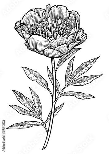 Peony illustration, drawing, engraving, ink, line art, vector