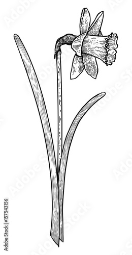 Fototapeta Naklejka Na Ścianę i Meble -  Daffodil illustration, drawing, engraving, ink, line art, vector