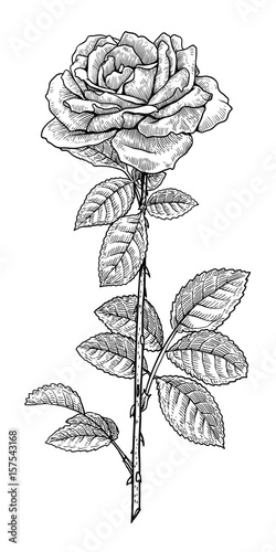 Rose illustration, drawing, engraving, ink, line art, vector
