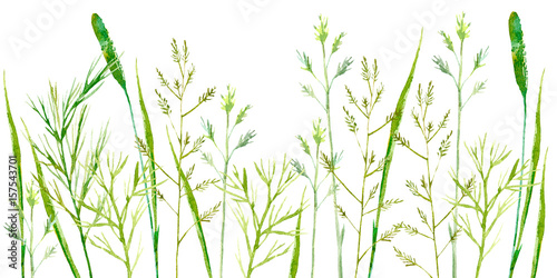 Field herb. Bluegrass and timothy grass border. Watercolor hand drawn illustration.white background. 