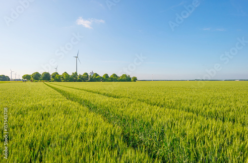 Wheat field in spring in sunlight