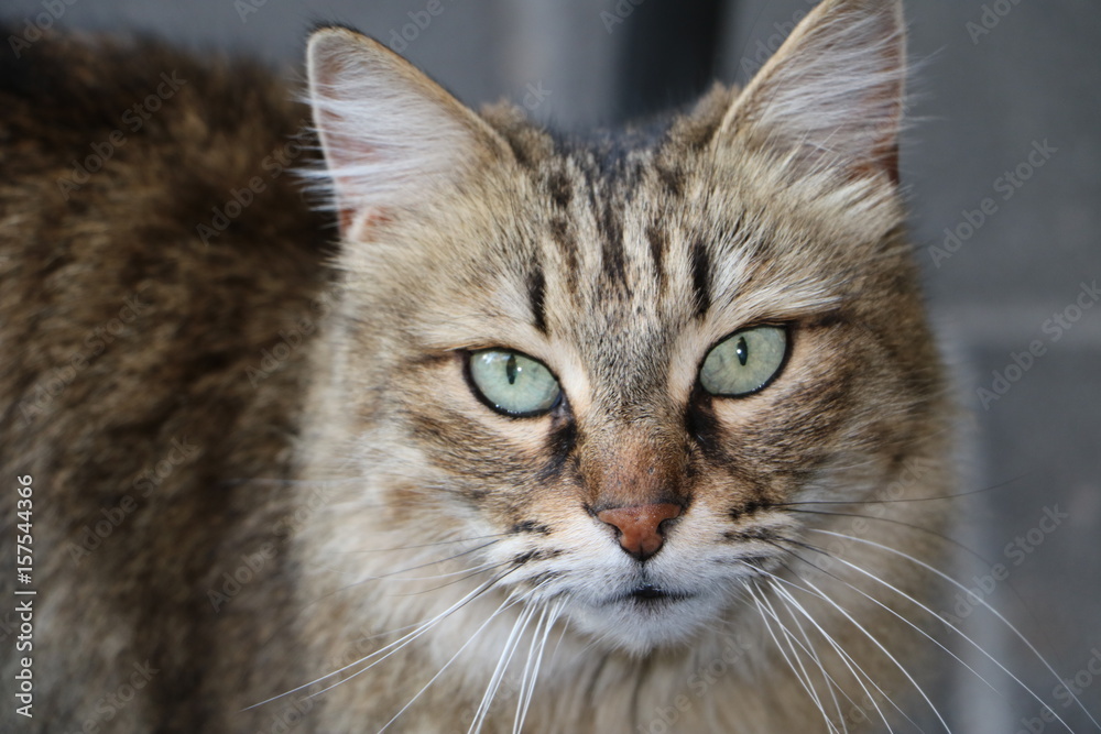 Chat Regard Chat Regard