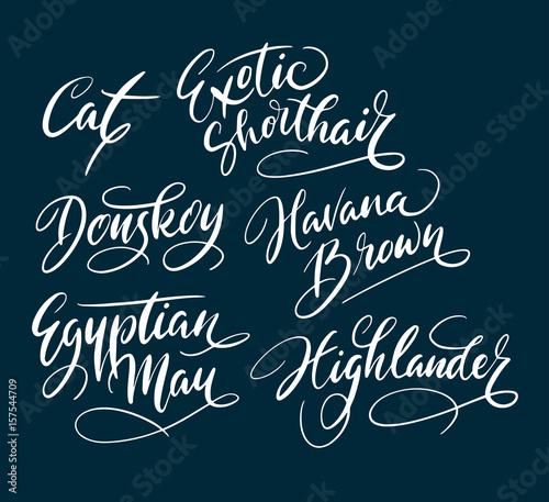 Obraz na płótnie exotic shorthair cat pet mammal animal hand written typography
