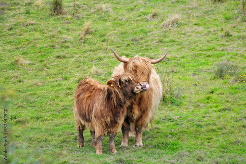 Scottish cows