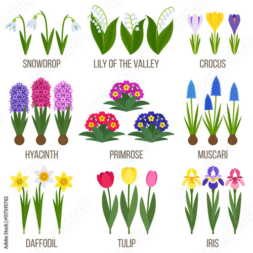 Spring flowers