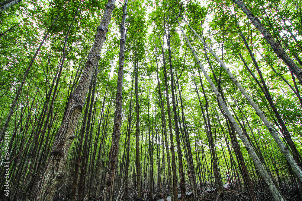 A beautiful trees in the forest. A beautiful trees in the forest.