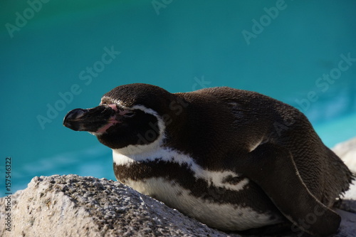 Fototapeta Naklejka Na Ścianę i Meble -  フンボルトペンギン