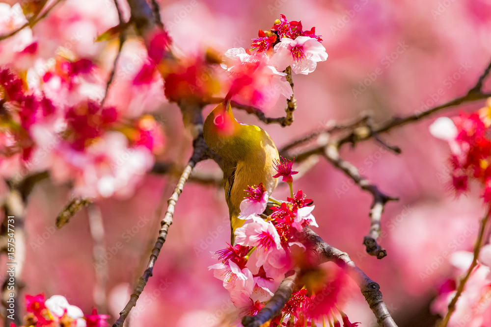 The Japanese White-eye and cherry blossoms. Located in Tokyo Prefecture Japan. The Japanese White-eye and cherry blossoms. Located in Tokyo Prefecture Japan.
