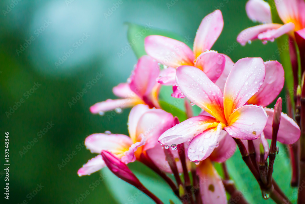 Pink flowers against a green background