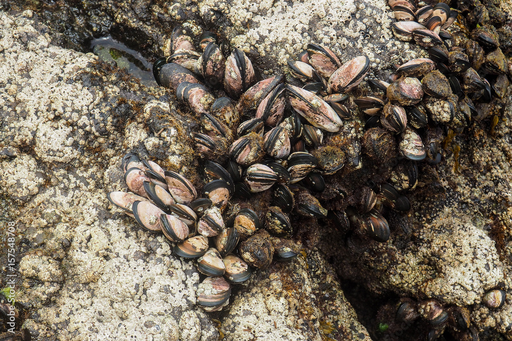 Muscheln an den felsen im Meer Muscheln an den felsen im Meer