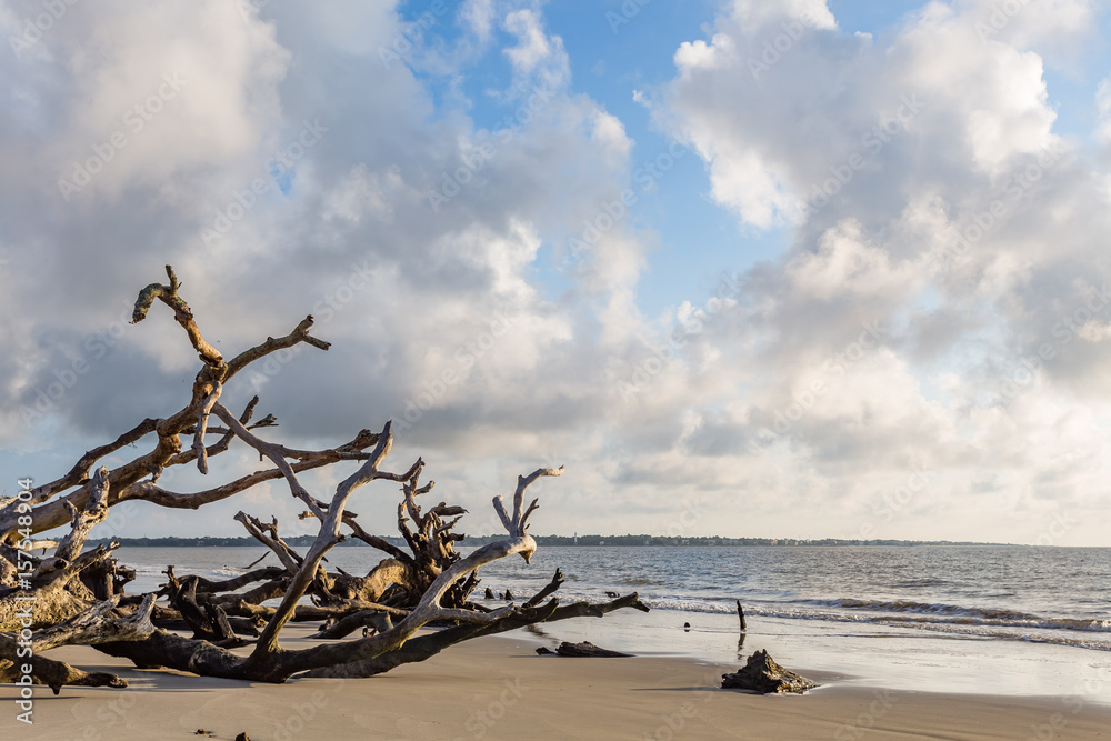 Driftwood Beach Jekyll Island Driftwood Beach Jekyll Island