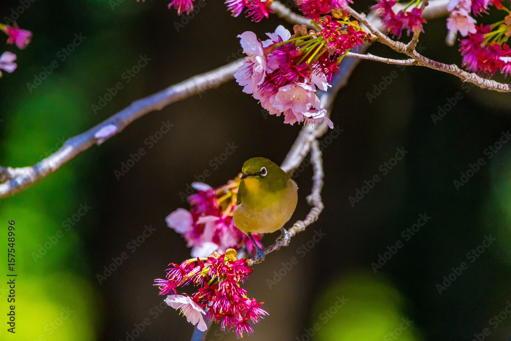 The Japanese White-eye and cherry blossoms. Located in Tokyo Prefecture Japan.