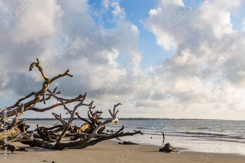 Driftwood Beach Jekyll Island