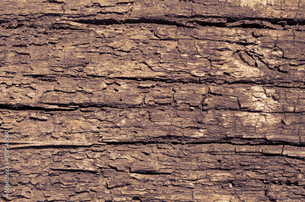 Loose texture of rotten wood Loose texture of rotten wood