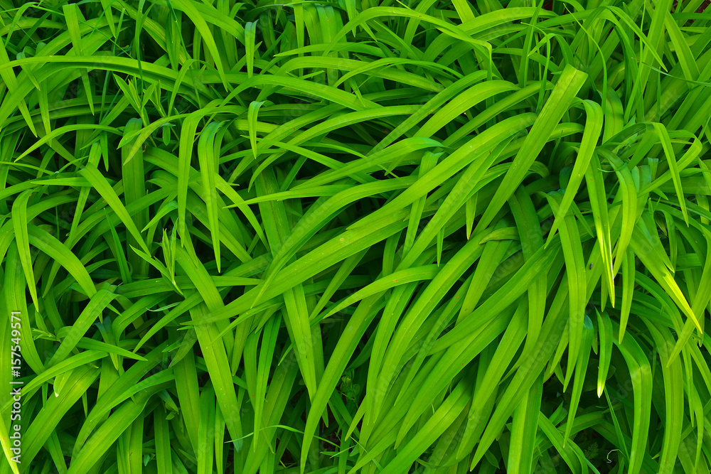 Green leaves as a hedge Green leaves as a hedge
