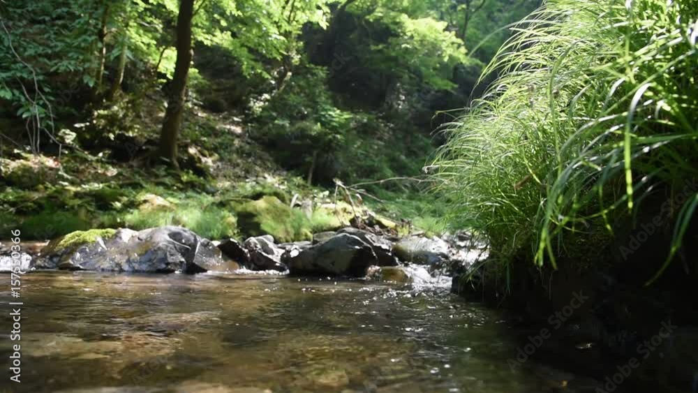 Forest and river in the mountains Forest and river in the mountains