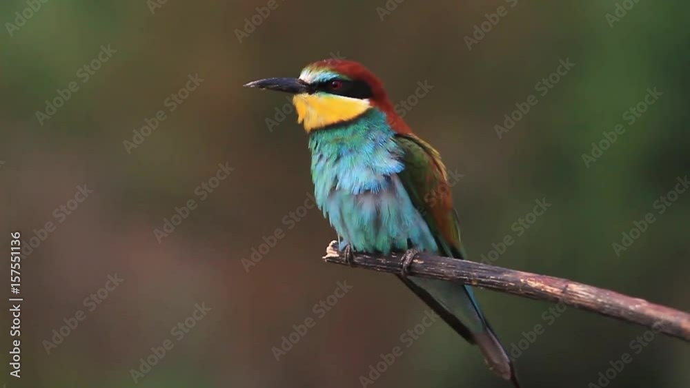 first spring colorful bird singing on a branch first spring colorful bird singing on a branch