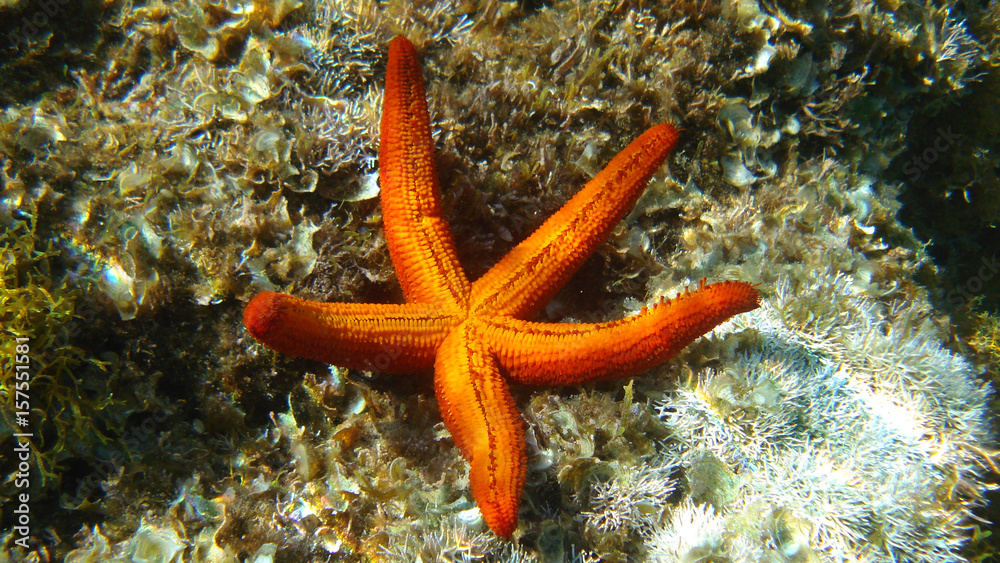 Photo of underwater sea life in Porto Rafti, Mesogeia, Attica, Greece Photo of underwater sea life in Porto Rafti, Mesogeia, Attica, Greece