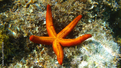 Photo of underwater sea life in Porto Rafti, Mesogeia, Attica, Greece