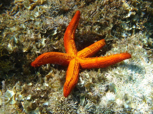 Photo of underwater sea life in Porto Rafti  Mesogeia  Attica  Greece