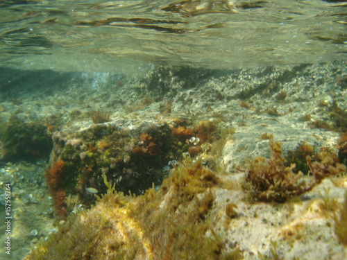 Photo of underwater sea life in Porto Rafti, Mesogeia, Attica, Greece