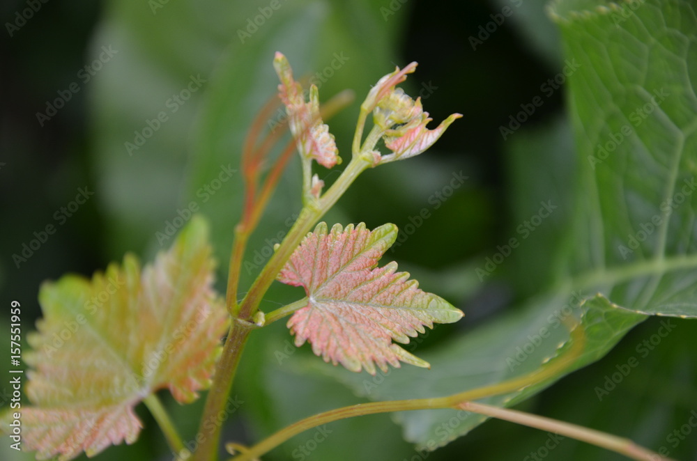 grape grape