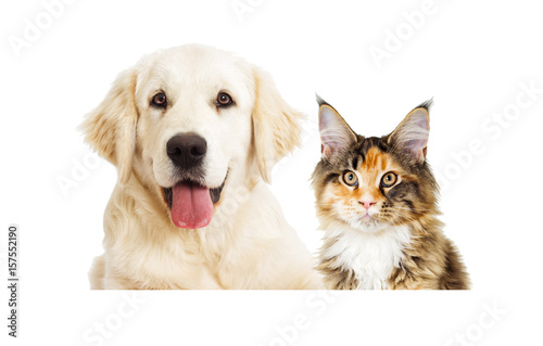 dog and Cat looking on a white background
