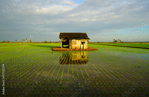 Sunset view at an abandoned house in the middle of a secluded paddy field at Sungai Sireh, Selangor. Malaysia. photo