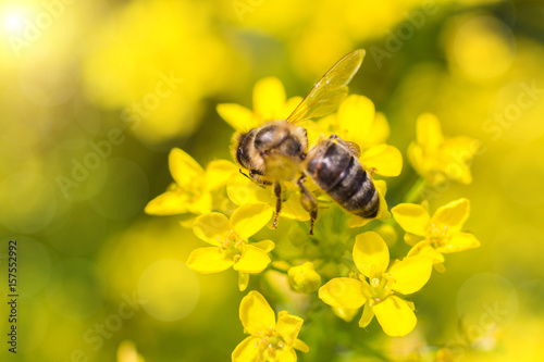 Bee pollinating flowers.