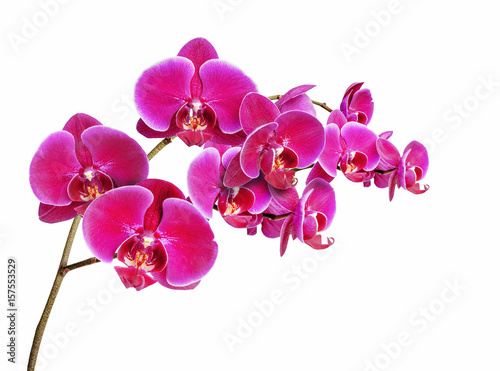 Fototapeta Naklejka Na Ścianę i Meble -  Orchidaceae on white background