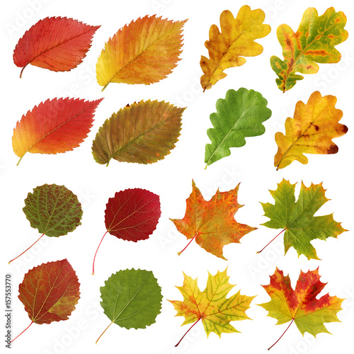Collection of autumn leaves, aspen and elm, oak and maple, isolate.