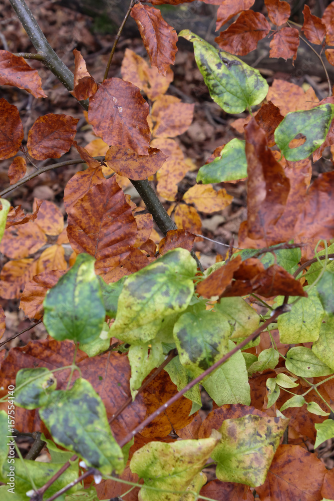 late fall landscape and leafs late fall landscape and leafs