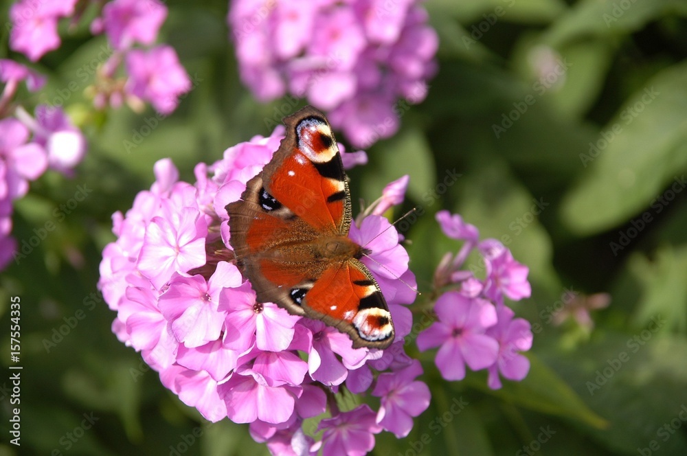 Schmetterling auf Flox Schmetterling auf Flox