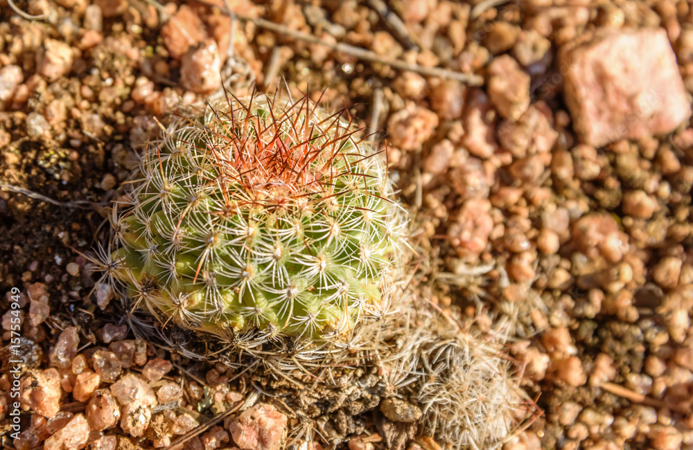 Cactus in the wild. Closeup of the Golden Ball cactus, echinocactus in nature with rocky background. Vedauwoo National Park, Wyoming, USA Cactus in the wild. Closeup of the Golden Ball cactus, echinocactus in nature with rocky background. Vedauwoo National Park, Wyoming, USA