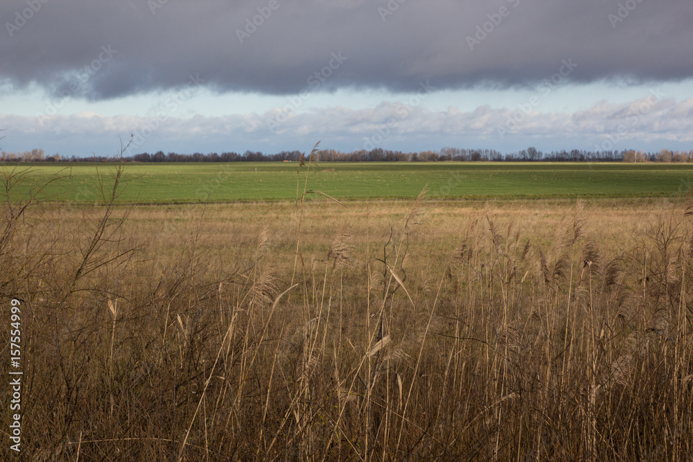 field of wheat at rainy day