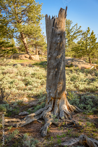 Dead pine tree in the Vedauwoo National Park, USA, Wyoming after pine beetle epidemic. Pine tree destroyed by insect parasites, tree-killing bark beetles. Few living trees remain in this forest.