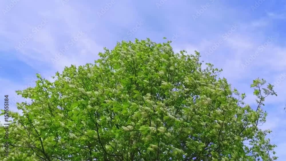 Gimbal steadicam on green tree full of white flowers blossom. Slow motion footage. Nature landscape. Windy weather. Gimbal steadicam on green tree full of white flowers blossom. Slow motion footage. Nature landscape. Windy weather.