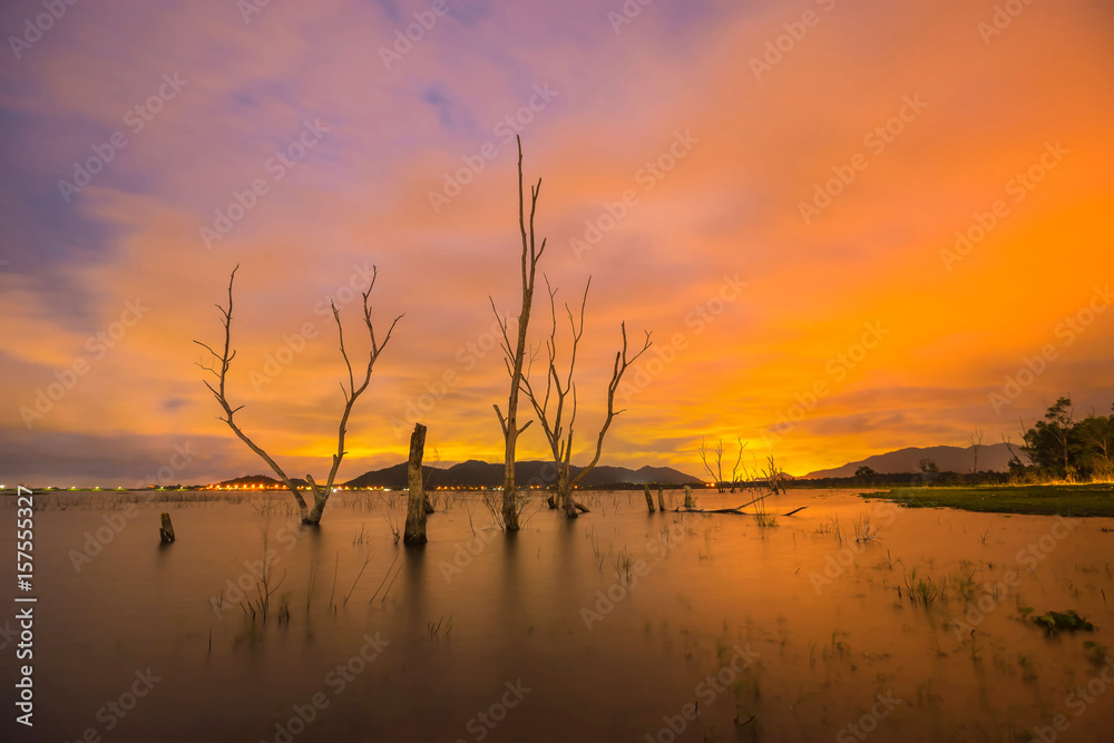 The beautiful scenery of perennial trees died in the reservoir at twilight.