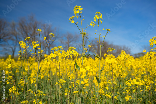 Field of rape plant of yellow color with blue clear sky in springtime