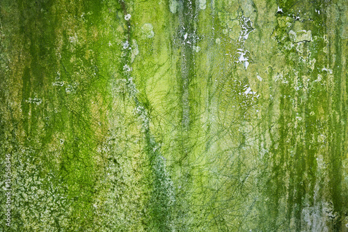 Wallpaper Mural mossy concrete wall with peeling paint grunge texture Torontodigital.ca