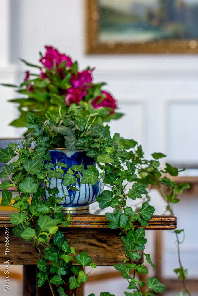  Interior design detail: plant in a china porcelain pot on a table