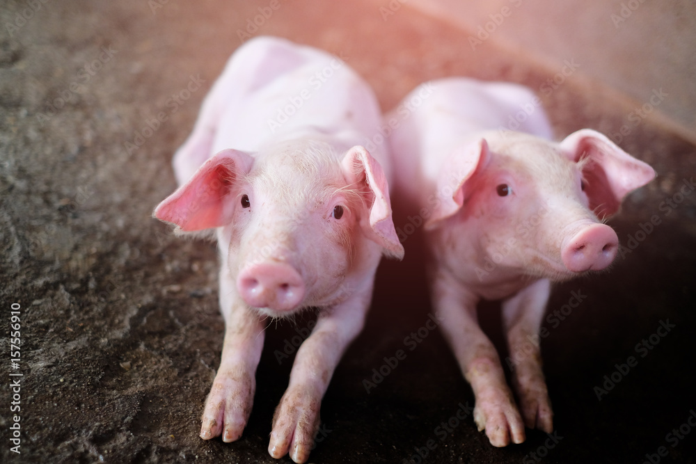 Small piglet in the farm. Group of Pig indoor on a farm yard in Thailand. swine in the stall. Close up eyes and blur. Small piglet in the farm. Group of Pig indoor on a farm yard in Thailand. swine in the stall. Close up eyes and blur.