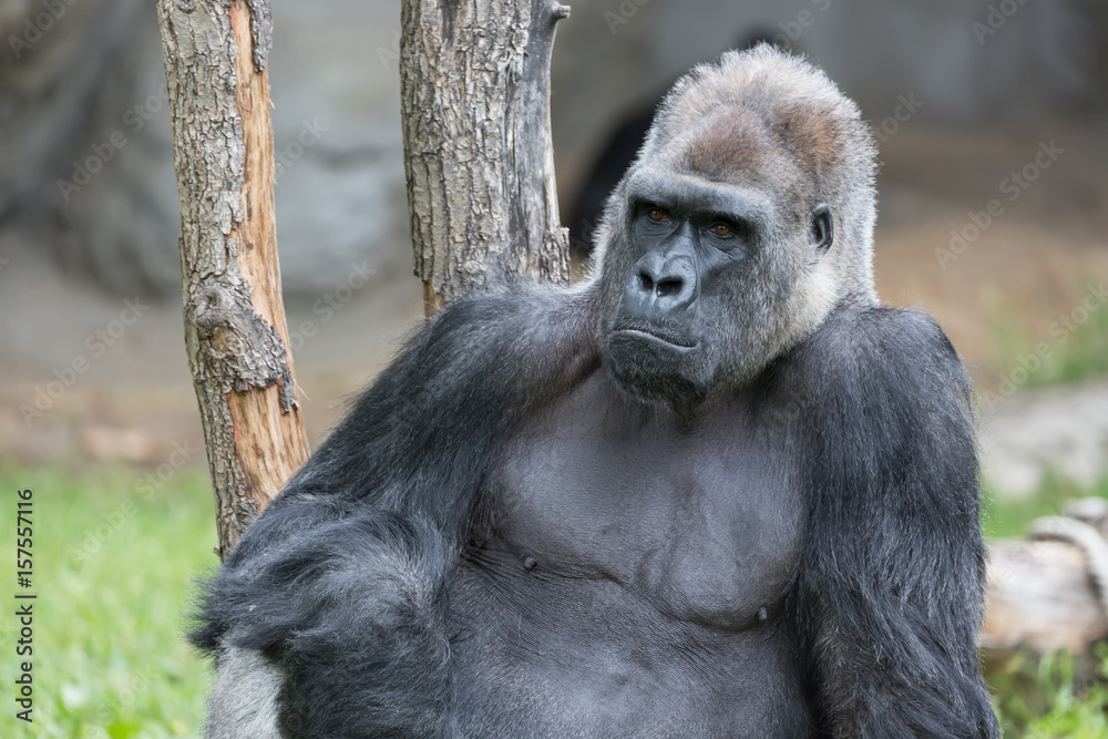 Male strong gorilla sitting on the ground