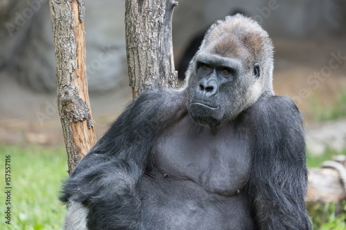Male strong gorilla sitting on the ground