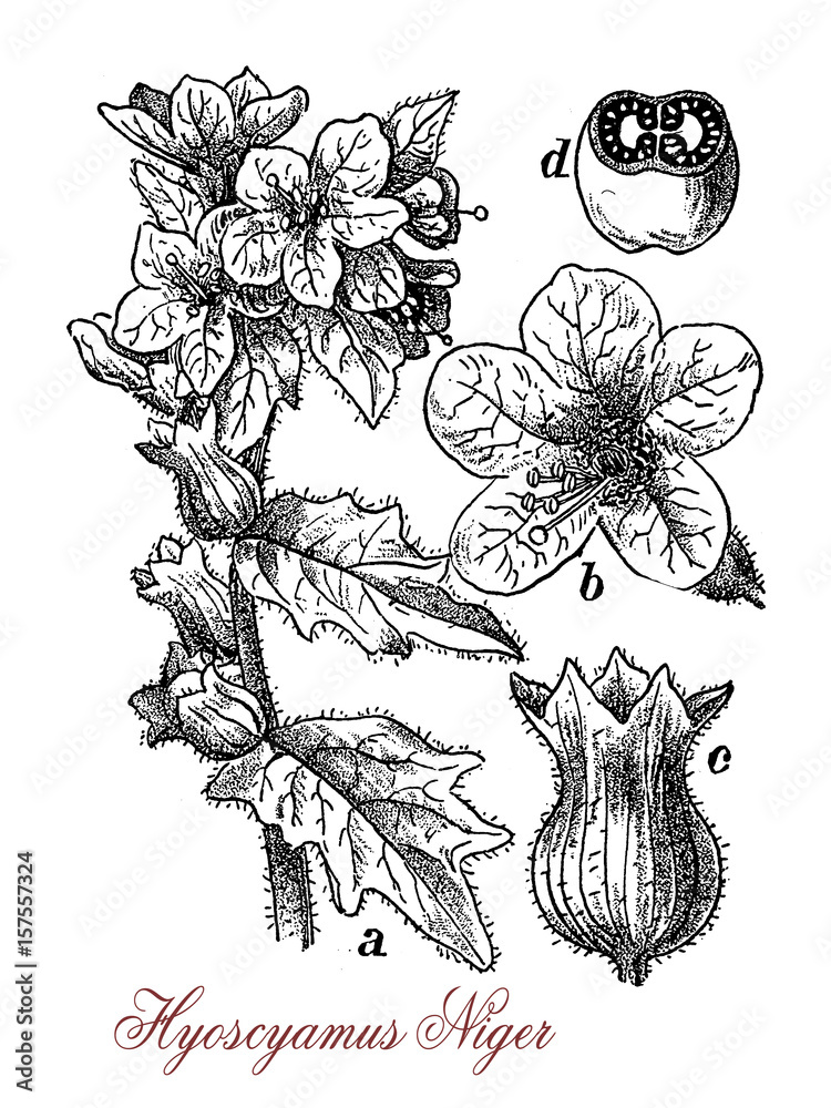 Vintage illustration of Hyoscyamus niger or henbane,poisonous plant