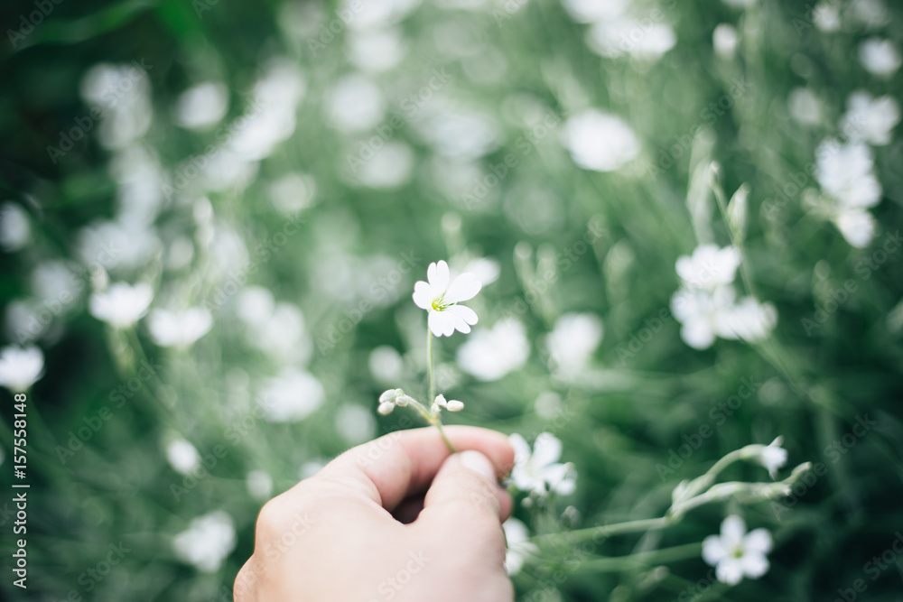  Wild White flower in hand