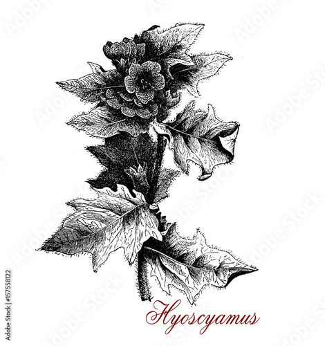 Photos Vintage illustration of Hyoscyamus or henbane,toxic plant used in traditional me