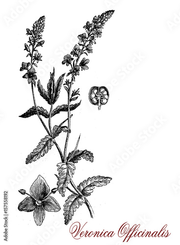 Veronica officinalis,vintage engraving. Perennial herbaceous plant with soft violet flowers and hairy leaves is used in herbal medicine for its anti-inflammatory properties. photo