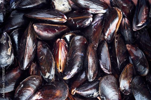 Raw mussels top view 