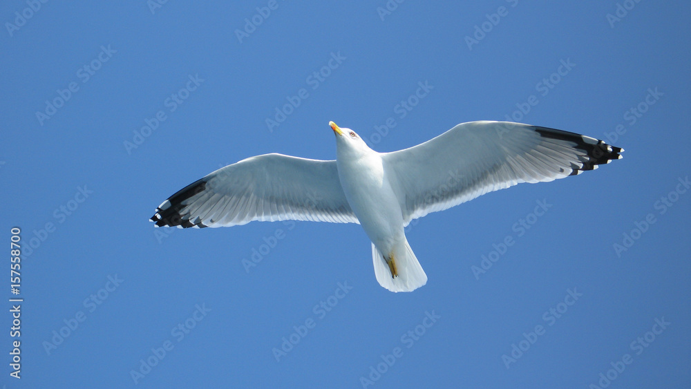 Sea gull in island of Aigina, Saronic gulf, Greece Sea gull in island of Aigina, Saronic gulf, Greece
